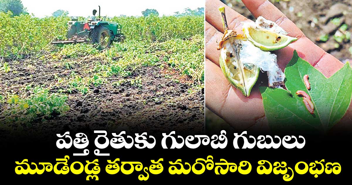 పత్తి రైతుకు  గులాబీ గుబులు..మూడేండ్ల తర్వాత మరోసారి విజృంభణ