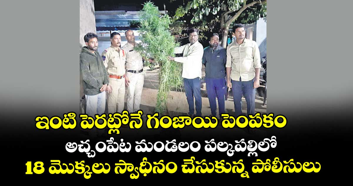 ఇంటి పెరట్లోనే గంజాయి పెంపకం..అచ్చంపేట మండలం పల్కపల్లిలో 18 మొక్కలు స్వాధీనం చేసుకున్న పోలీసులు