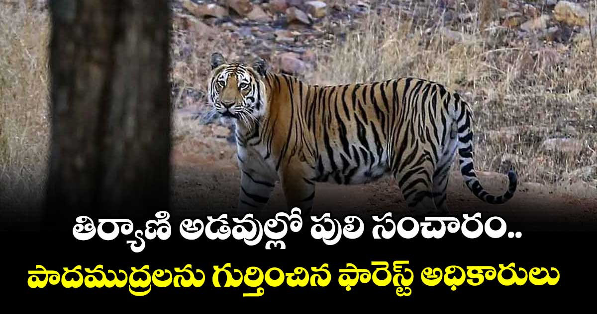 తిర్యాణి అడవుల్లో పులి సంచారం..పాదముద్రలను గుర్తించిన  ఫారెస్ట్ అధికారులు