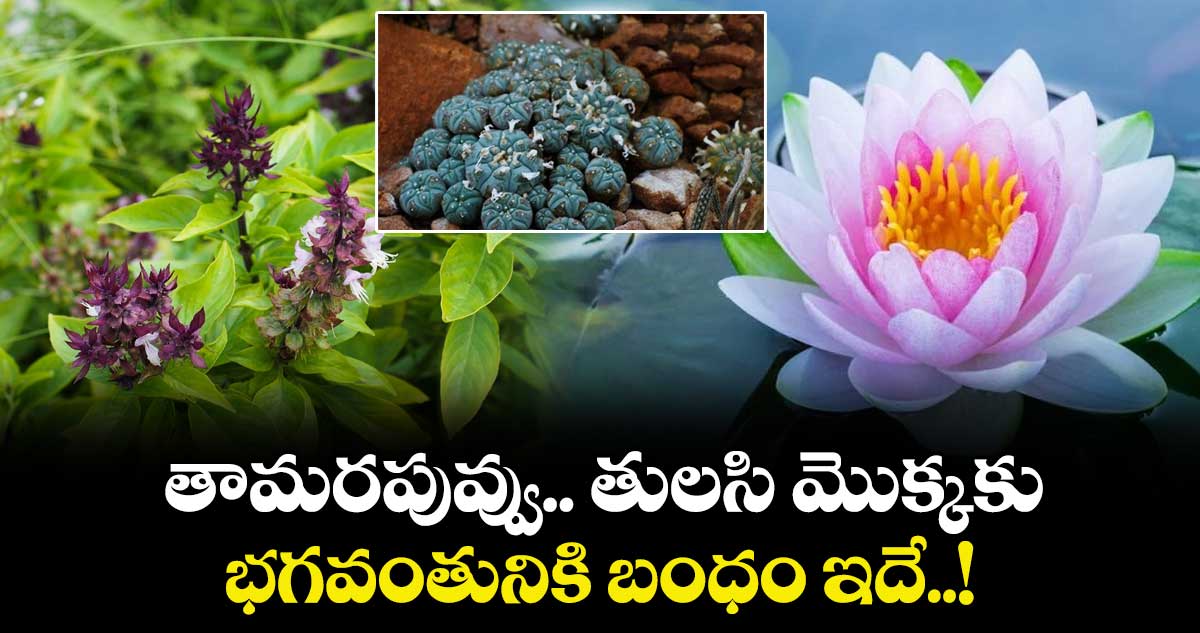 ఆధ్యాత్మికం:  తామరపువ్వు.. తులసి మొక్కకు .. భగవంతునికి బంధం ఇదే..!