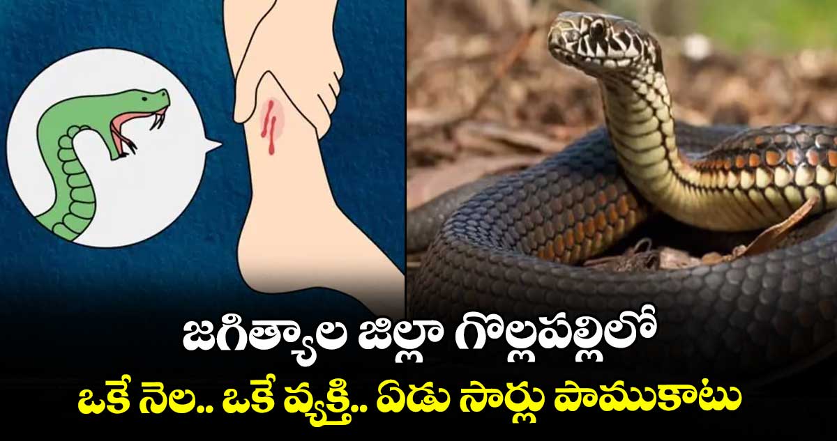 జగిత్యాల జిల్లా గొల్లపల్లిలో  ఒకే నెల.. ఒకే వ్యక్తి.. ఏడు సార్లు పాముకాటు