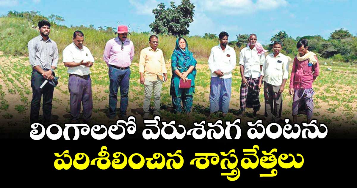 లింగాలలో వేరుశనగ పంటను పరిశీలించిన శాస్త్రవేత్తలు