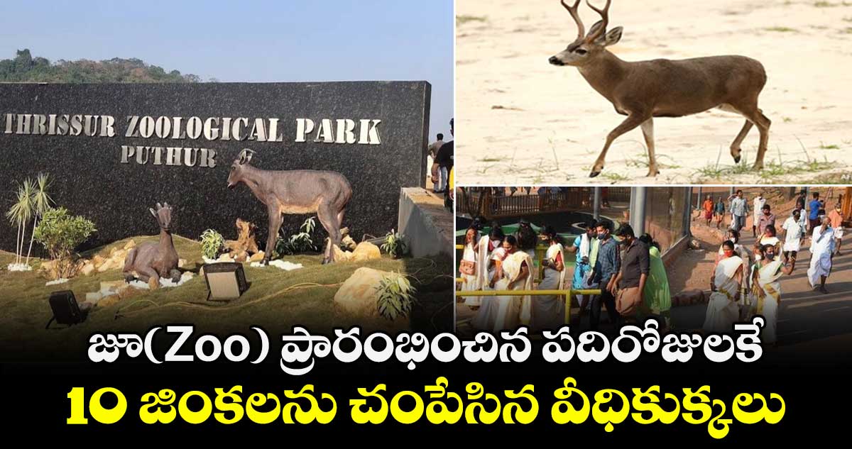 జూ(Zoo) ప్రారంభించిన పదిరోజులకే..10 జింకలను చంపేసిన వీధికుక్కలు 