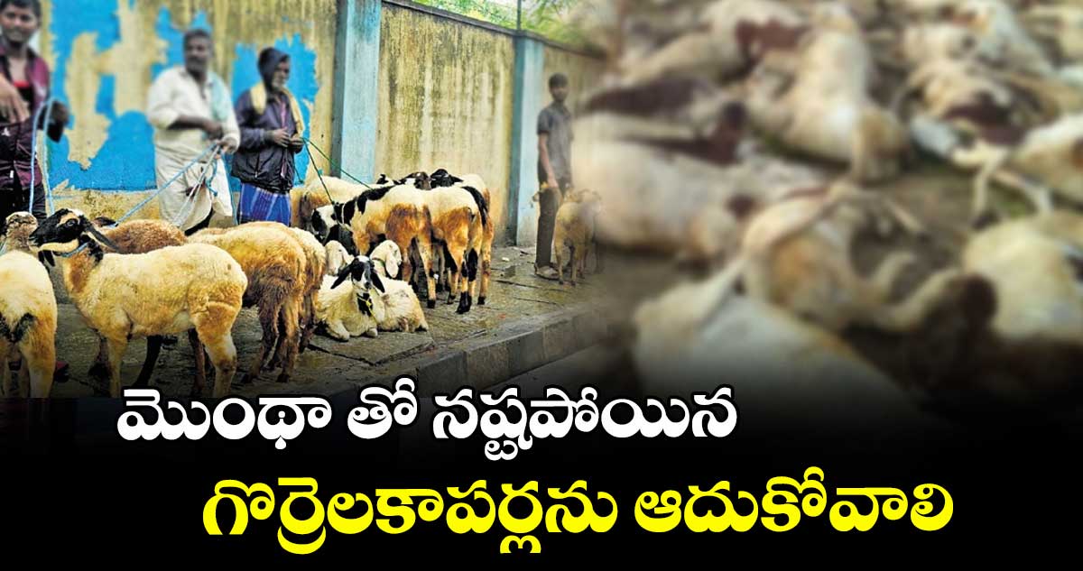 మొంథా తో నష్టపోయిన గొర్రెలకాపర్లను ఆదుకోవాలి