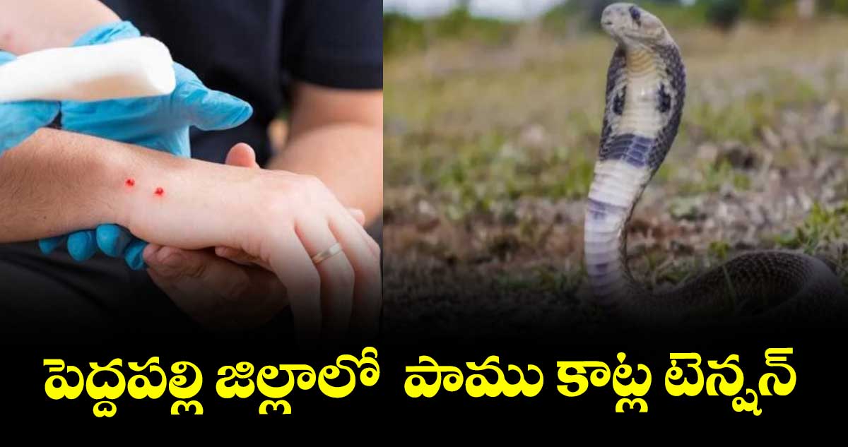 పెద్దపల్లి జిల్లాలో  పాము కాట్ల టెన్షన్‌‌‌‌