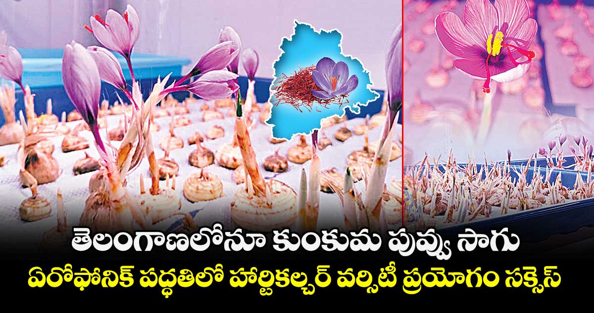 తెలంగాణలోనూ కుంకుమ పువ్వు సాగు..ఏరోఫోనిక్ పద్ధతిలో హార్టికల్చర్ వర్సిటీ ప్రయోగం సక్సెస్ 