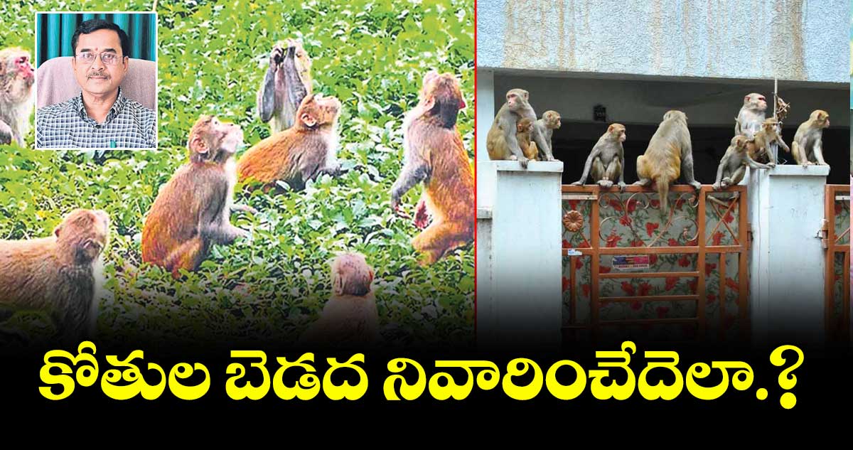 కోతుల బెడద నివారించేదెలా.? 