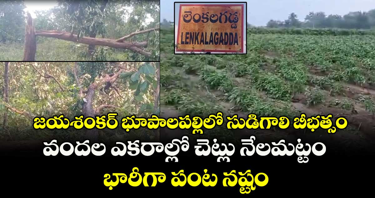 జయశంకర్ భూపాలపల్లిలో సుడిగాలి బీభత్సం.. వందల ఎకరాల్లో  చెట్లు నేలమట్టం.. భారీగా పంట నష్టం