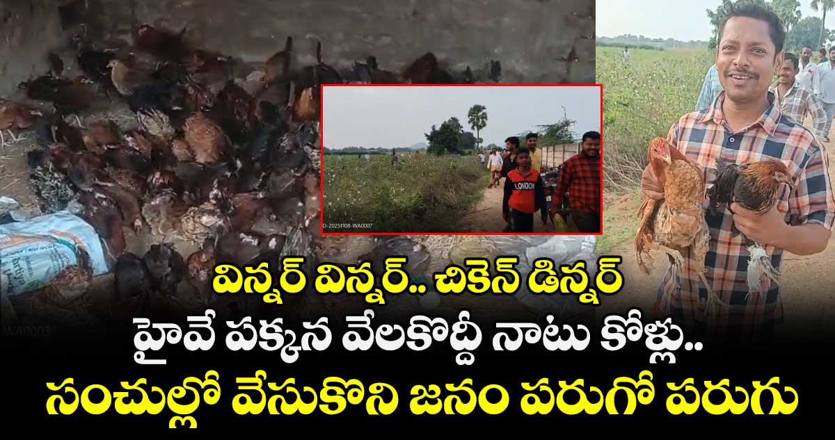 విన్నర్ విన్నర్.. చికెన్ డిన్నర్: హైవే పక్కన వేలకొద్దీ నాటు కోళ్లు.. సంచుల్లో వేసుకొని జనం పరుగో పరుగు.. 
