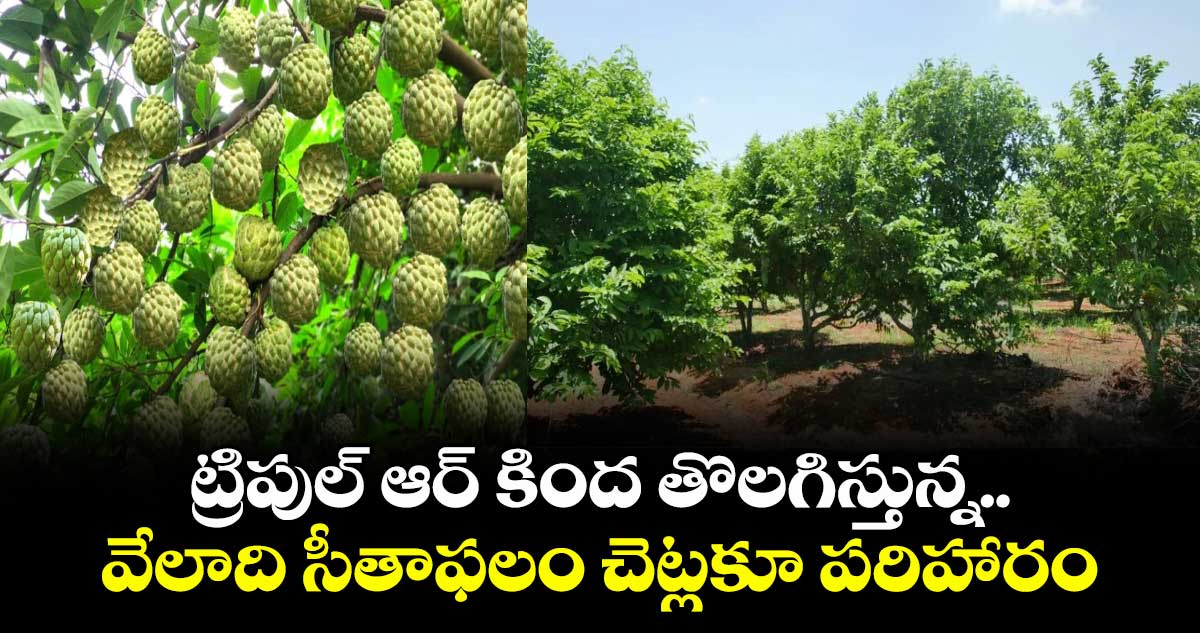 ట్రిపుల్ ఆర్ కింద తొలగిస్తున్న..వేలాది సీతాఫలం చెట్లకూ పరిహారం