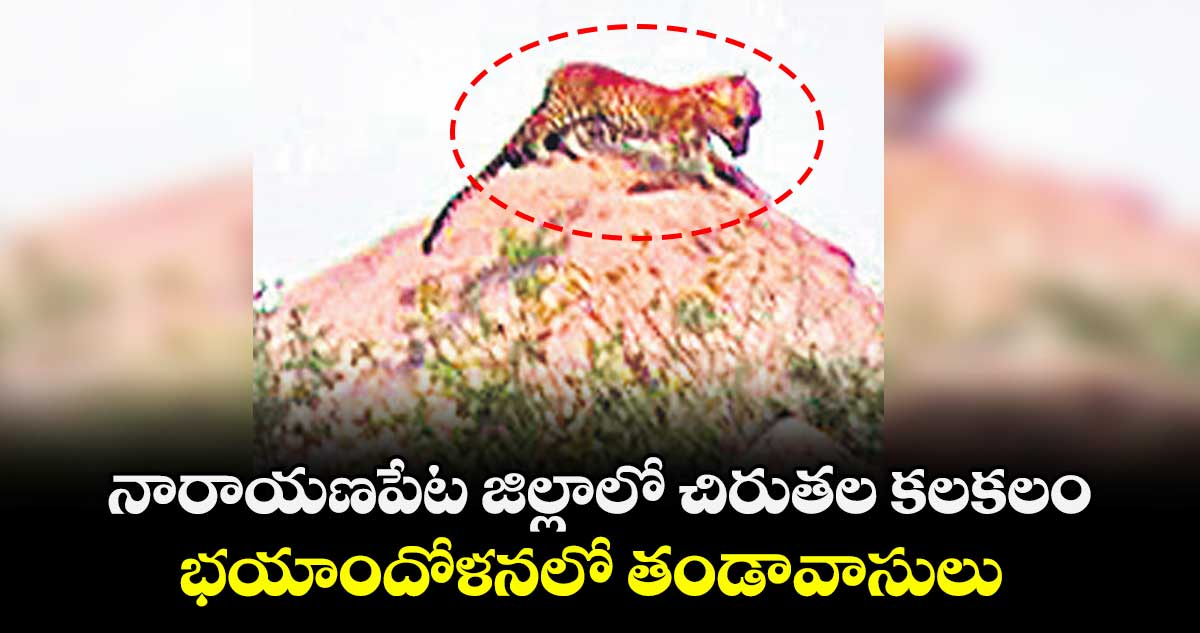 నారాయణపేట జిల్లాలో చిరుతల కలకలం... భయాందోళనలో తండావాసులు