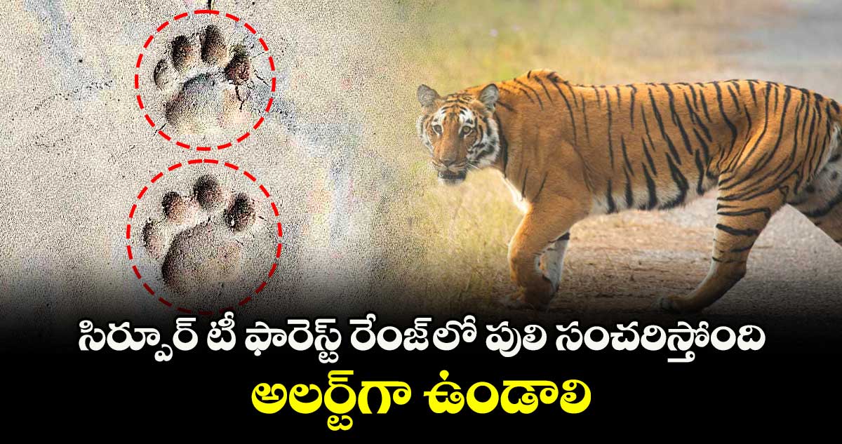 సిర్పూర్ టీ ఫారెస్ట్ రేంజ్ లో పులి సంచరిస్తోంది.. అలర్ట్గా ఉండాలి