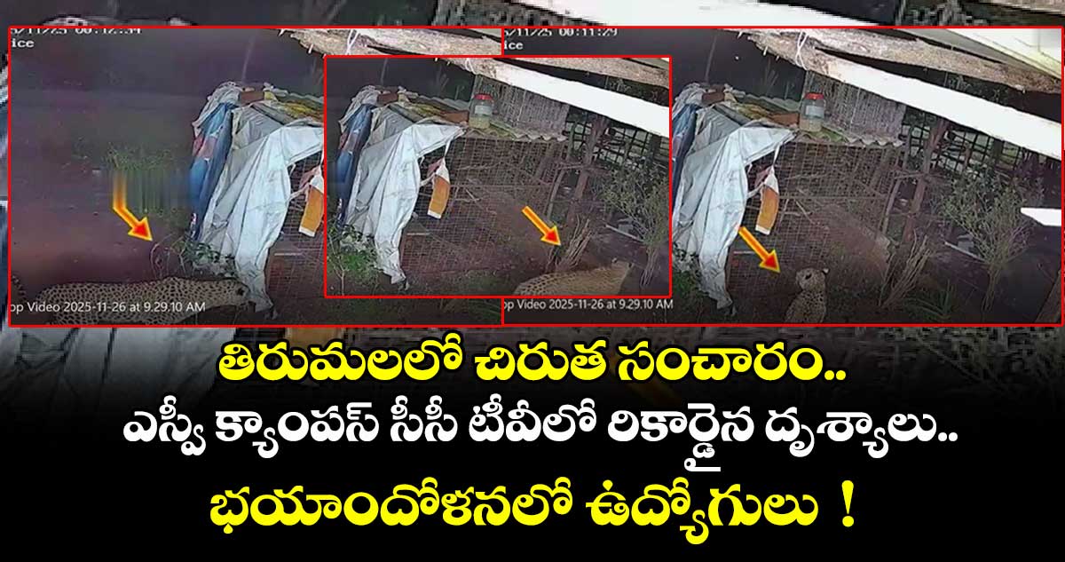తిరుమలలో చిరుత సంచారం..  ఎస్వీ క్యాంపస్ సీసీ టీవీలో రికార్డైన దృశ్యాలు..భయాందోళనలో ఉద్యోగులు  !