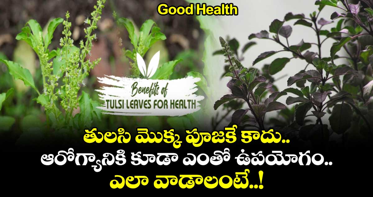Good Health:  తులసి మొక్క పూజకే కాదు.. ఆరోగ్యానికి కూడా ఎంతో ఉపయోగం.. ఎలా వాడాలంటే..!