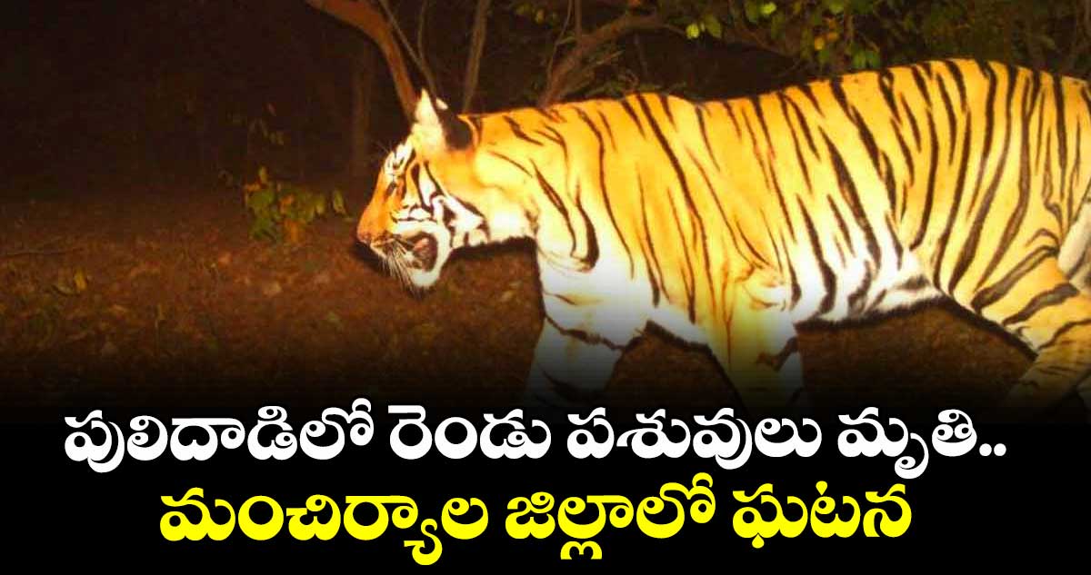 పులిదాడిలో  రెండు పశువులు మృతి.. మంచిర్యాల జిల్లాలో ఘటన