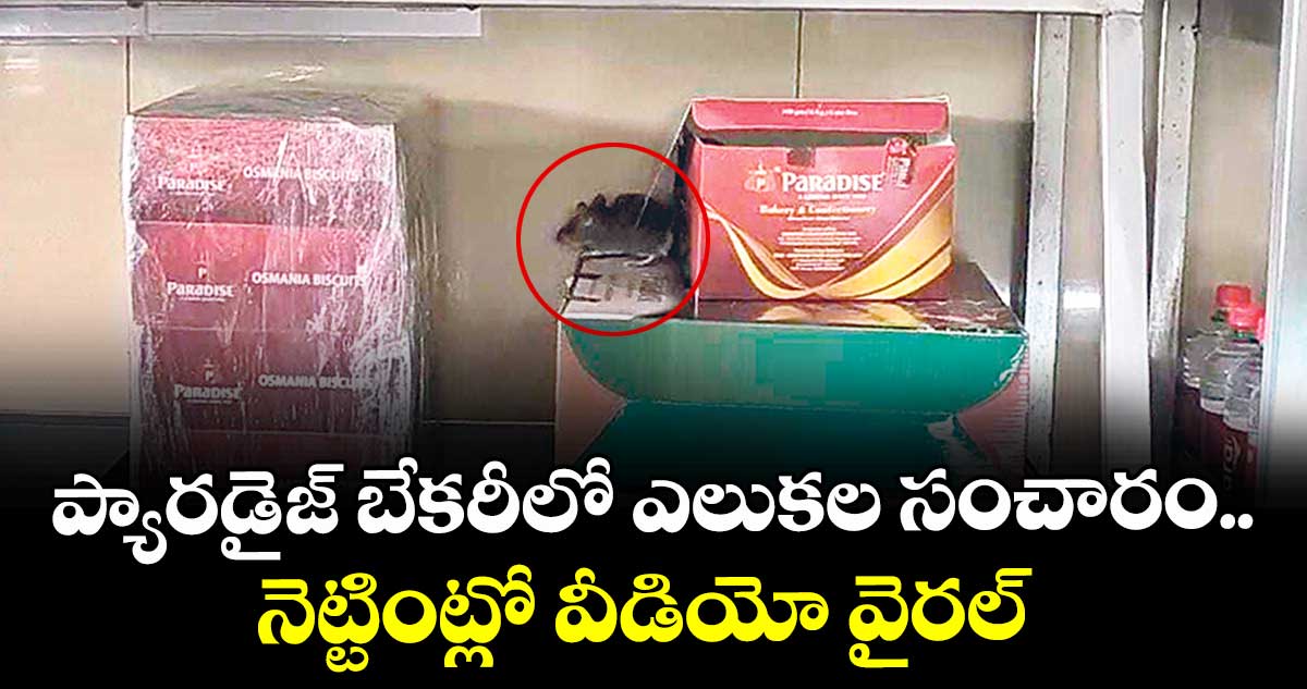 ప్యారడైజ్ బేకరీలో ఎలుకల సంచారం..నెట్టింట్లో వీడియో వైరల్ 
