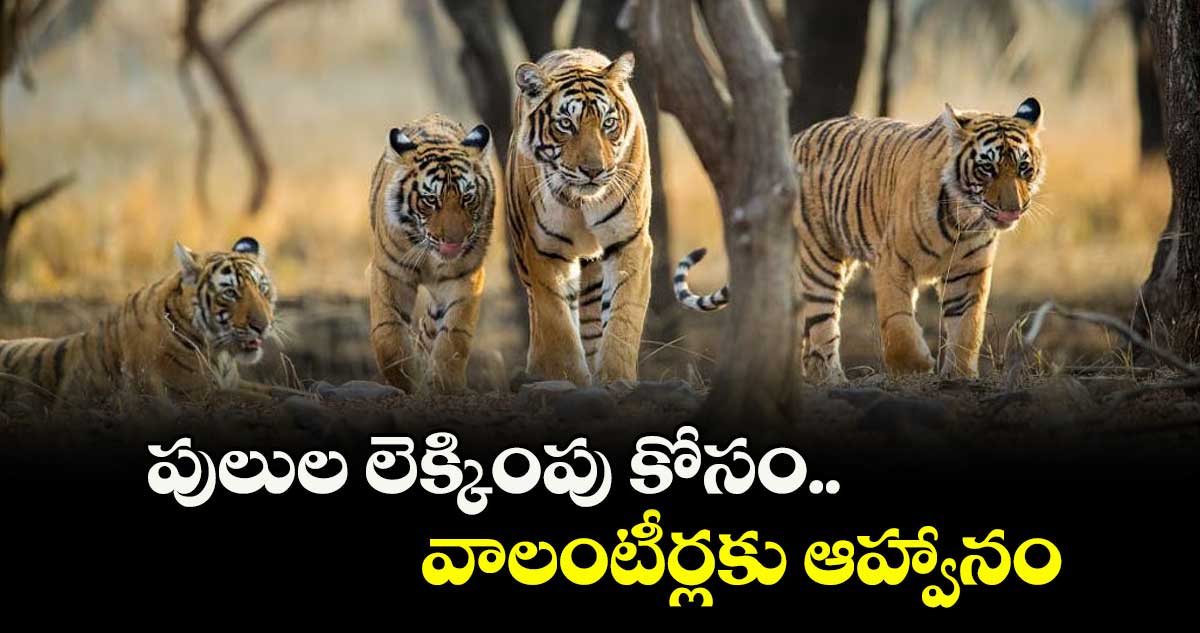 పులుల లెక్కింపు కోసం వాలంటీర్లకు ఆహ్వానం