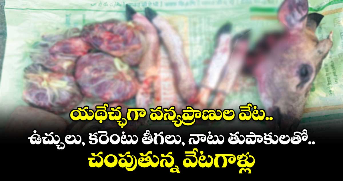 యథేచ్ఛగా వన్యప్రాణుల వేట..ఉచ్చులు, కరెంటు తీగలు, నాటు తుపాకులతో చంపుతున్న వేటగాళ్లు 