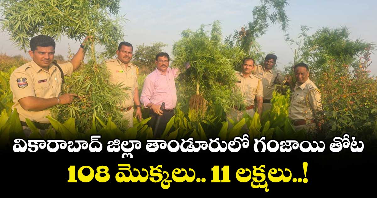 వికారాబాద్ జిల్లా తాండూరులో గంజాయి తోట.. 108 మొక్కలు.. 11 లక్షలు..!