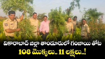 వికారాబాద్ జిల్లా తాండూరులో గంజాయి తోట.. 108 మొక్కలు.. 11 లక్షలు..!