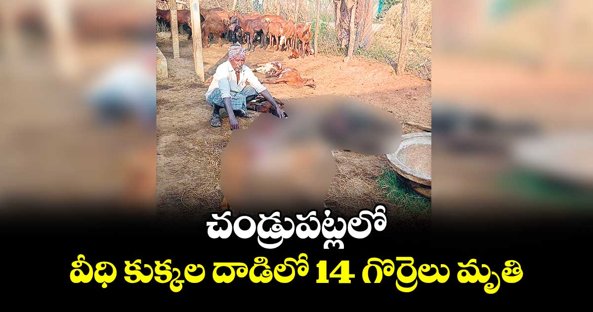 చండ్రుపట్లలో వీధి కుక్కల దాడిలో 14 గొర్రెలు మృతి