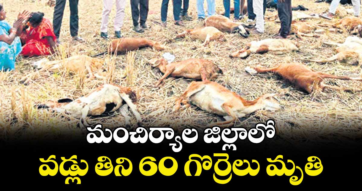మంచిర్యాల జిల్లాలో  వడ్లు తిని 60 గొర్రెలు మృతి