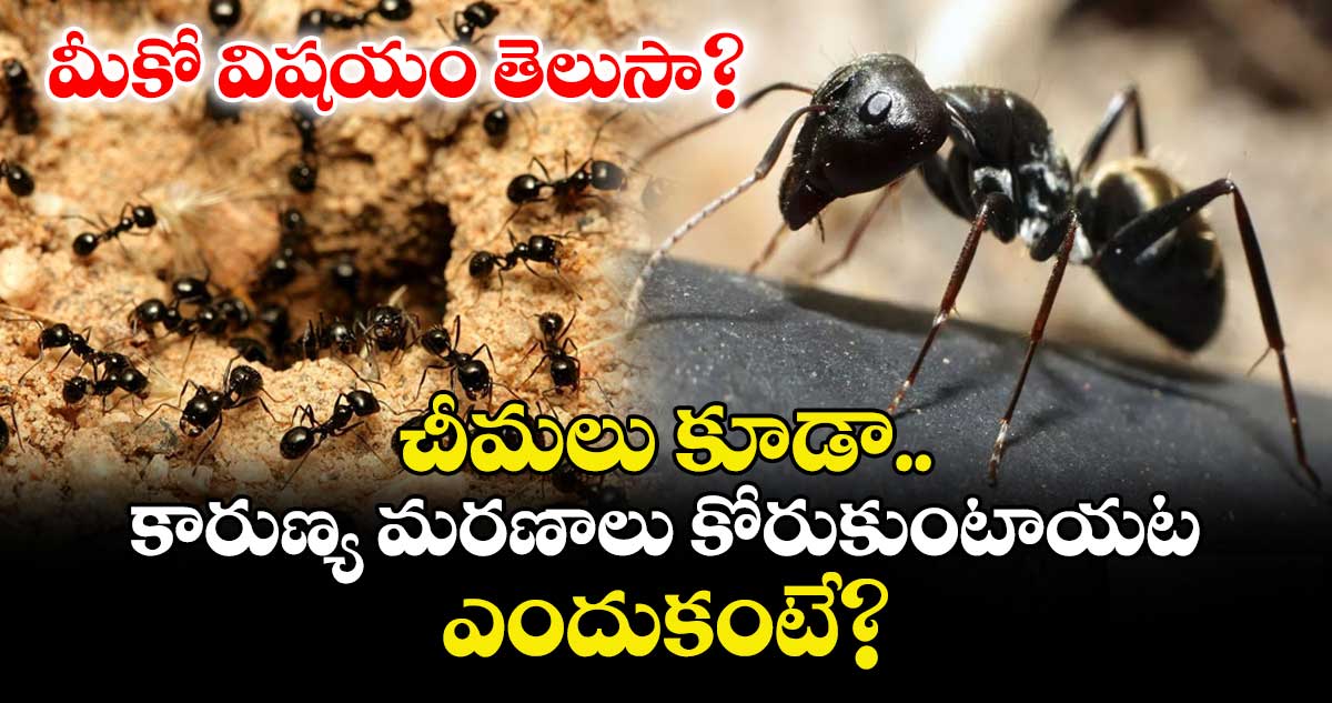 మీకో విషయం తెలుసా? చీమలు కూడా కారుణ్య మరణాలు కోరుకుంటాయట..ఎందుకంటే?