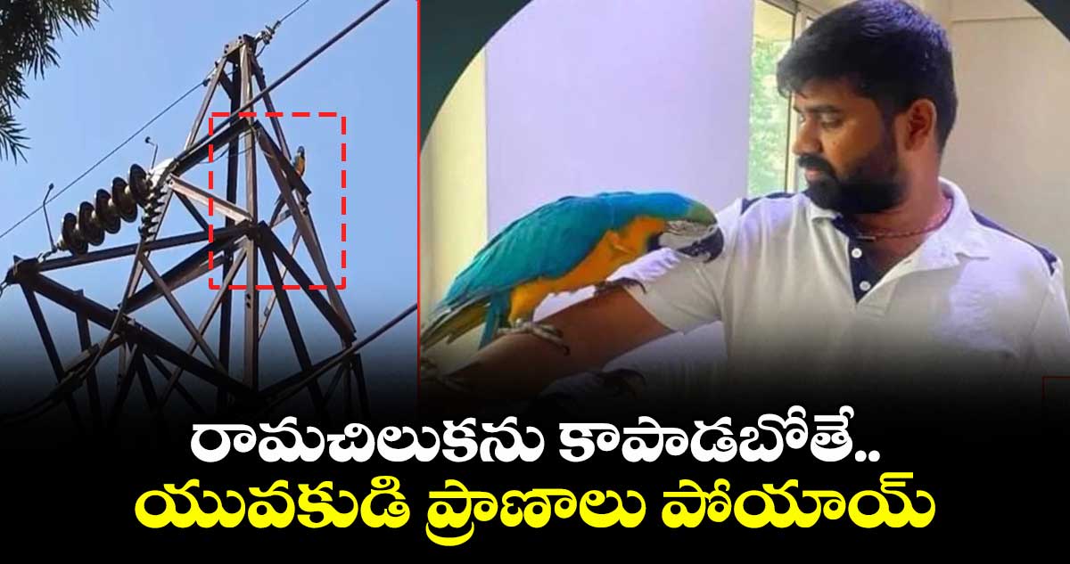 రామచిలుకను కాపాడబోతే.. యువకుడి ప్రాణాలు పోయాయ్