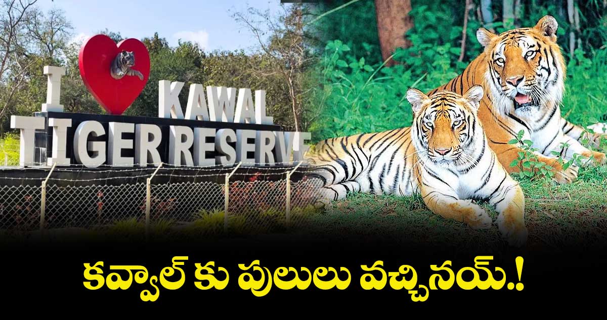 కవ్వాల్ టైగర్ రిజర్వ్ లో పెద్దపులులు సందడి