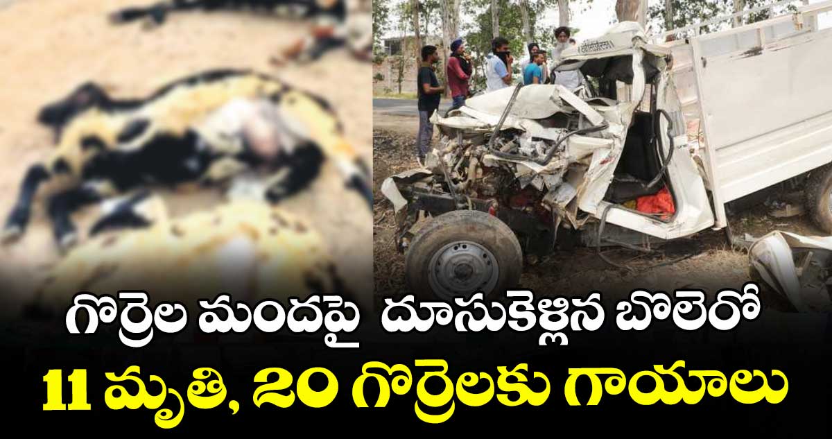 గొర్రెల మందపై  దూసుకెళ్లిన బొలెరో 11 మృతి, 20 గొర్రెలకు గాయాలు