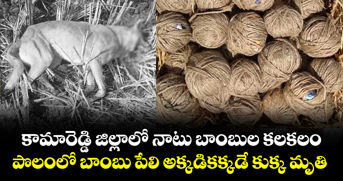 కామారెడ్డి జిల్లాలో నాటు బాంబుల కలకలం: పొలంలో బాంబు పేలి అక్కడికక్కడే కుక్క మృతి