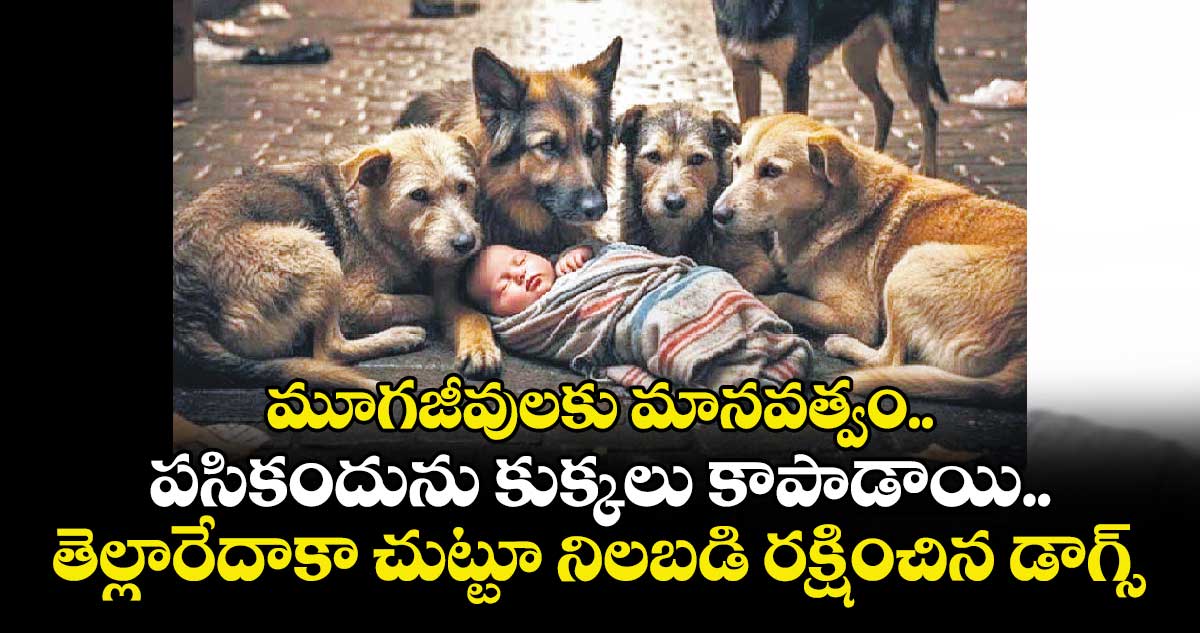 మూగజీవులకు మానవత్వం..  పసికందును కుక్కలు కాపాడాయి..తెల్లారేదాకా చుట్టూ నిలబడి రక్షించిన డాగ్స్