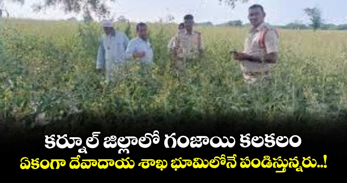 కర్నూల్ జిల్లాలో గంజాయి కలకలం.. ఏకంగా దేవాదాయ శాఖ భూమిలోనే పండిస్తున్నరు..!