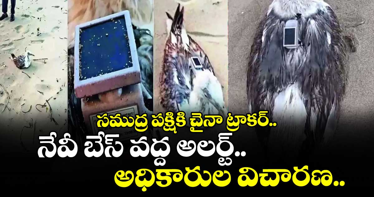 సముద్ర పక్షికి చైనా ట్రాకర్.. నేవీ బేస్ వద్ద అలర్ట్.. అధికారుల విచారణ..