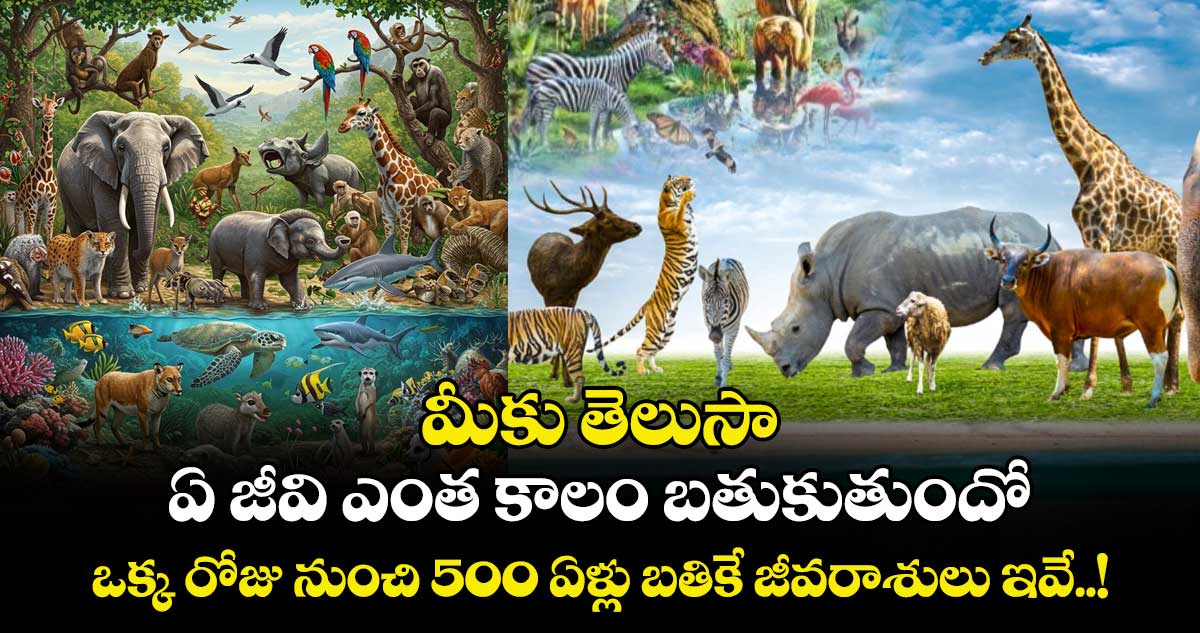  మీకు తెలుసా : ఏ జీవి ఎంత కాలం బతుకుతుందో.. ఒక్క రోజు నుంచి 500 ఏళ్లు బతికే జీవరాశులు ఇవే..!