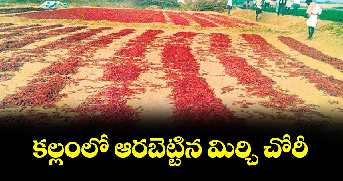 కల్లంలో ఆరబెట్టిన మిర్చి చోరీ