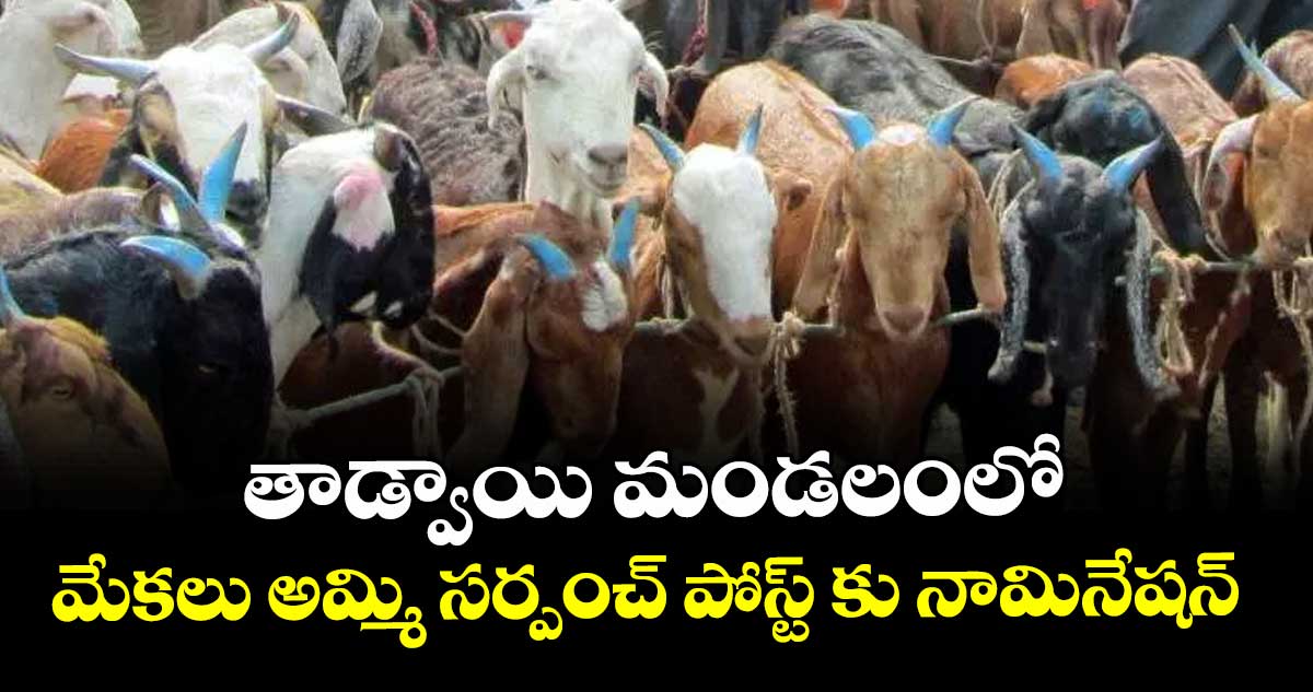 తాడ్వాయి మండలంలో మేకలు అమ్మి సర్పంచ్ పోస్ట్ కు నామినేషన్ 