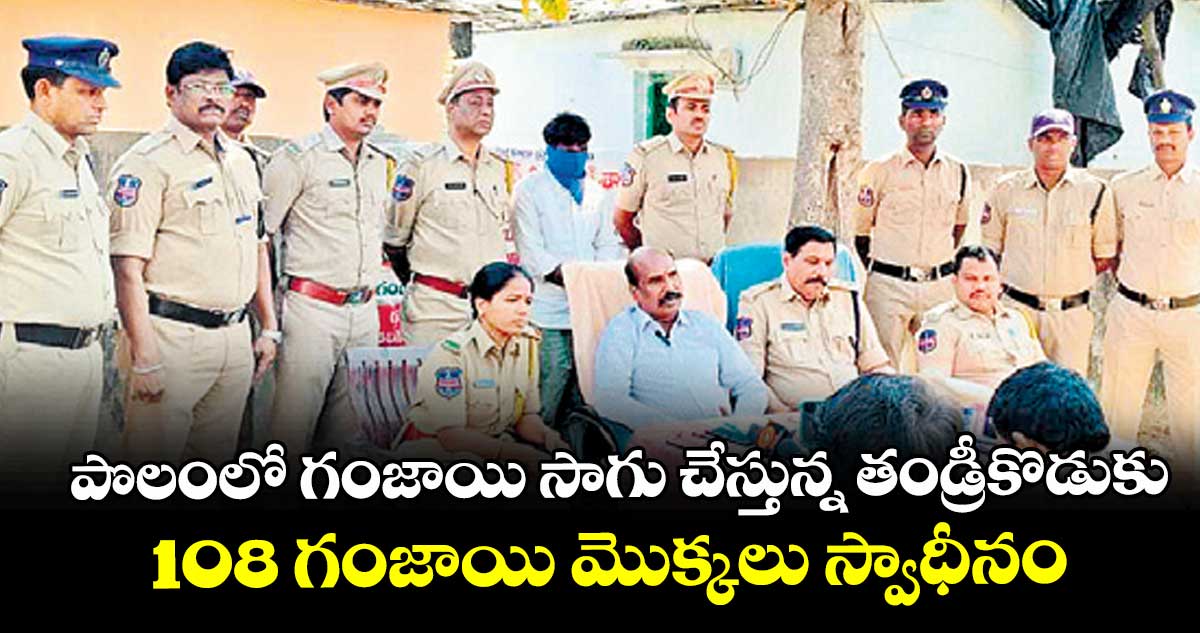 పొలంలో గంజాయి సాగు చేస్తున్న తండ్రీకొడుకు.. 108 గంజాయి మొక్కలు స్వాధీనం