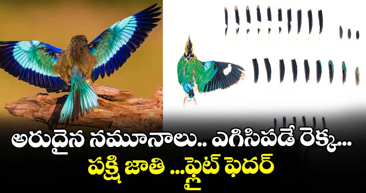 అరుదైన నమూనాలు.. ఎగిసిపడే రెక్క...  పక్షి జాతి ...ఫ్లైట్‌‌‌‌‌‌‌‌ ఫెదర్‌