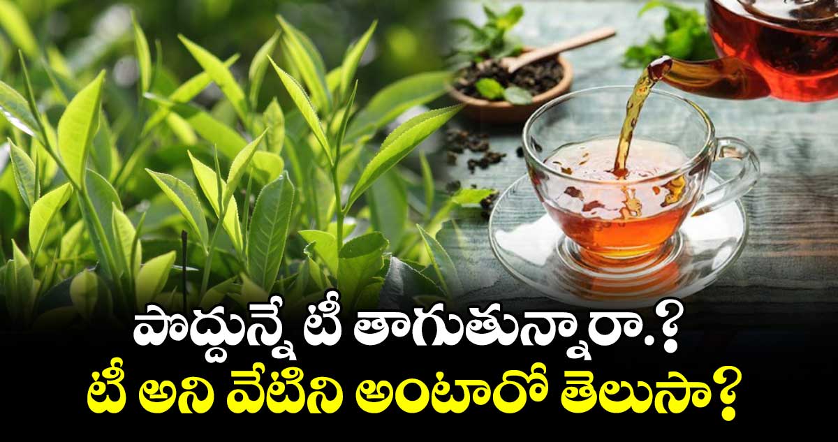 తేయాకుతో చేసినవే టీ పొడి అనాలి