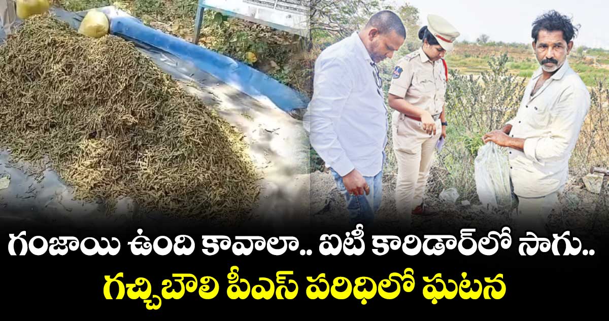 గంజాయి ఉంది కావాలా.. ఐటీ కారిడార్ లో  సాగు.. గచ్చిబౌలి పీఎస్ పరిధిలో ఘటన