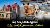 వీధి కుక్కల నియంత్రణలో సుప్రీం మార్గదర్శకాలు అమలు చేయాలి : హైకోర్టు