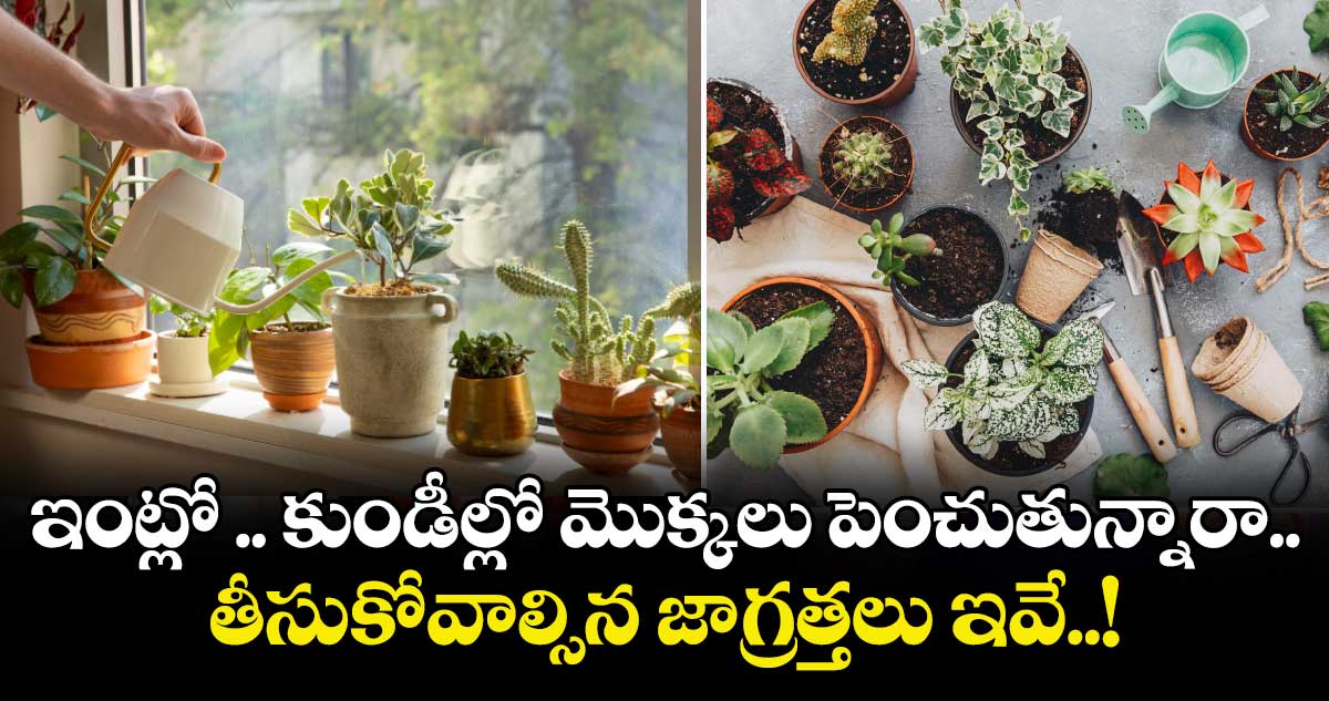 ఇంట్లో .. కుండీల్లో మొక్కలు పెంచుతున్నారా..  తీసుకోవాల్సిన జాగ్రత్తలు ఇవే..!
