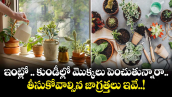 ఇంట్లో .. కుండీల్లో మొక్కలు పెంచుతున్నారా..  తీసుకోవాల్సిన జాగ్రత్తలు ఇవే..!