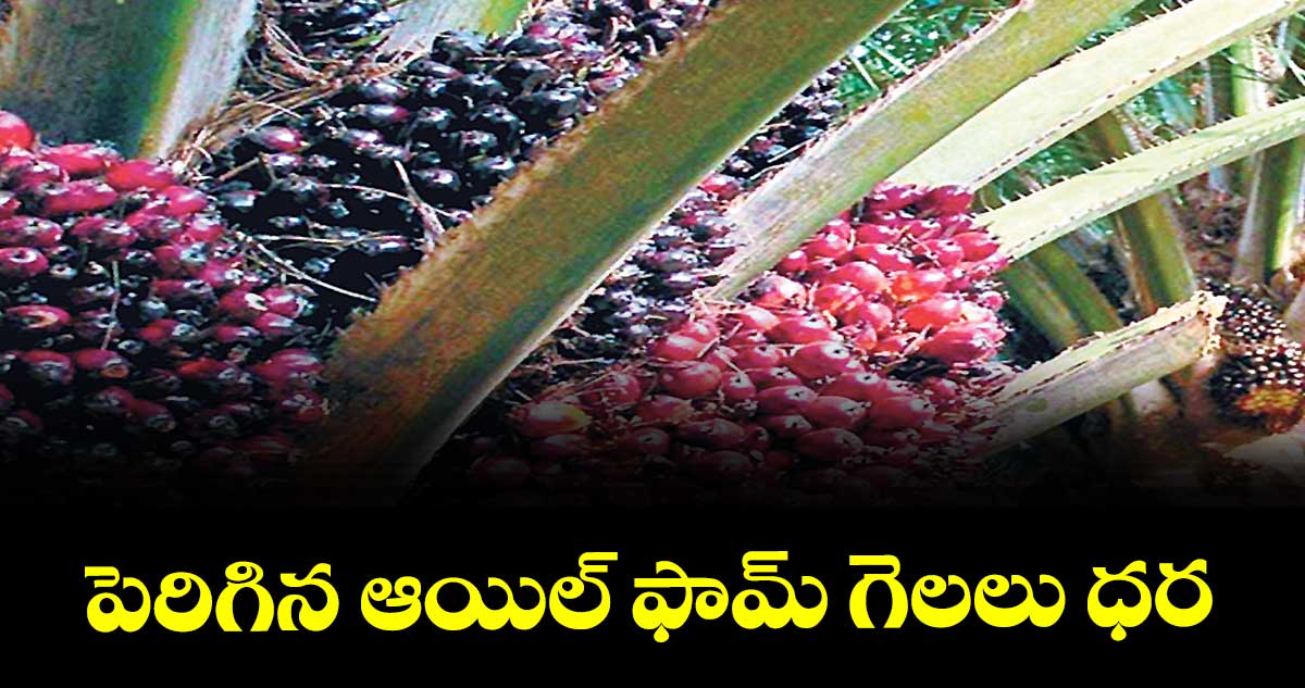 పెరిగిన ఆయిల్ ఫామ్ గెలలు ధర