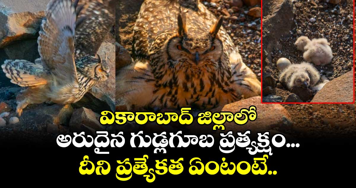 వికారాబాద్ జిల్లాలో అరుదైన గుడ్లగూబ ప్రత్యక్షం... దీని ప్రత్యేకత ఏంటంటే..