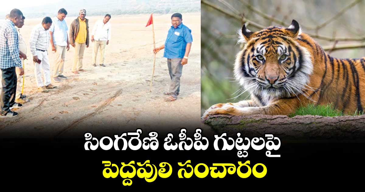 సింగరేణి ఓసీపీ గుట్టలపై పెద్దపులి సంచారం