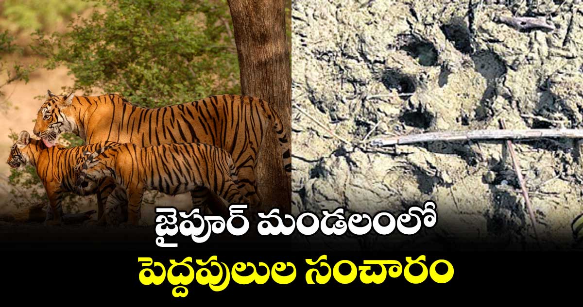 జైపూర్ మండలంలో పెద్దపులుల సంచారం