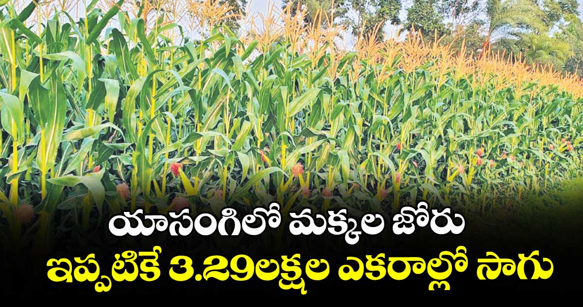 యాసంగిలో మక్కల జోరు ఇప్పటికే 3.29లక్షల ఎకరాల్లో సాగు