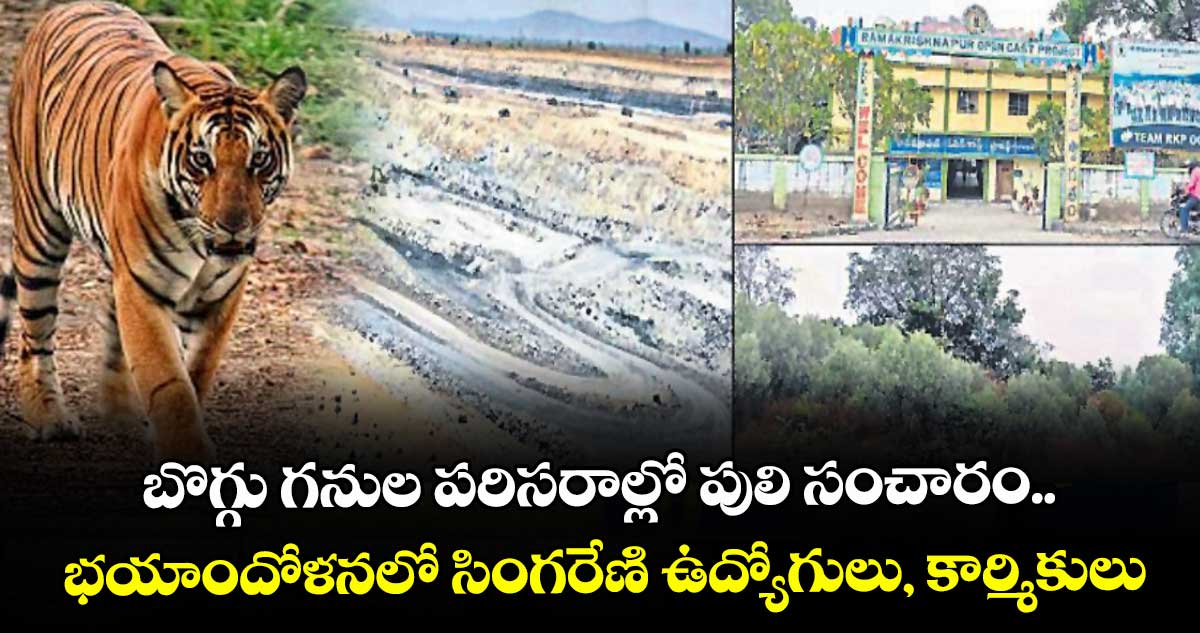 బొగ్గు గనుల పరిసరాల్లో పులి సంచారం..    భయాందోళనలో సింగరేణి ఉద్యోగులు, కార్మికులు